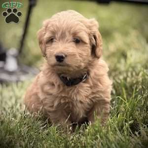 Ripley, Mini Goldendoodle Puppy